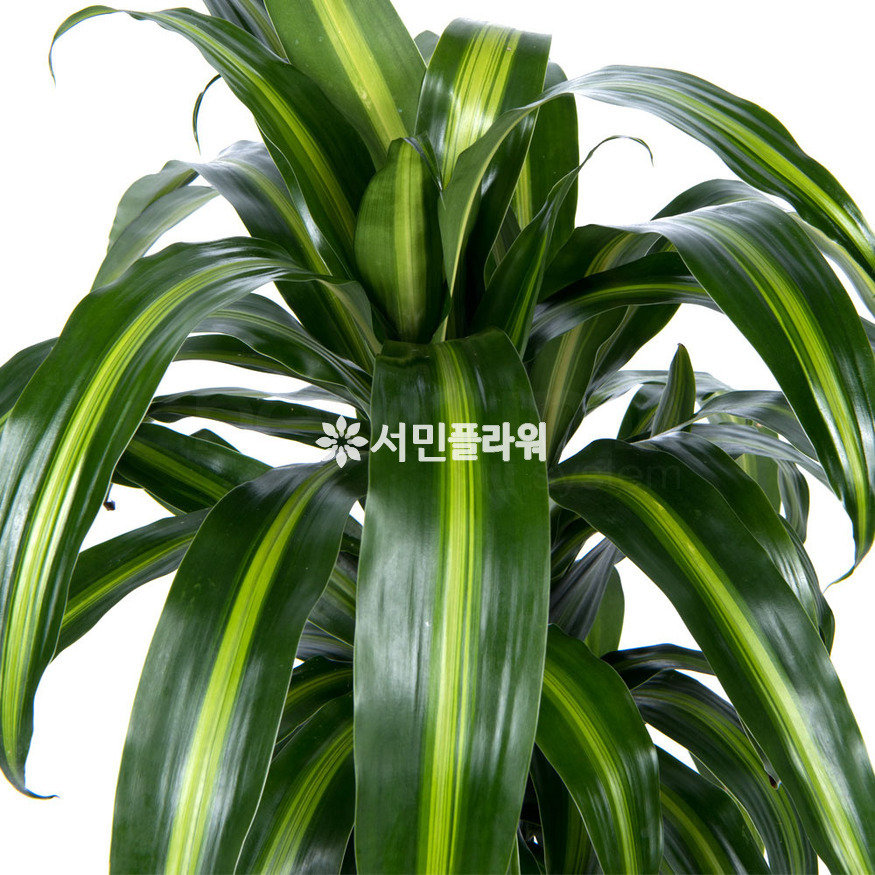 상세이미지
