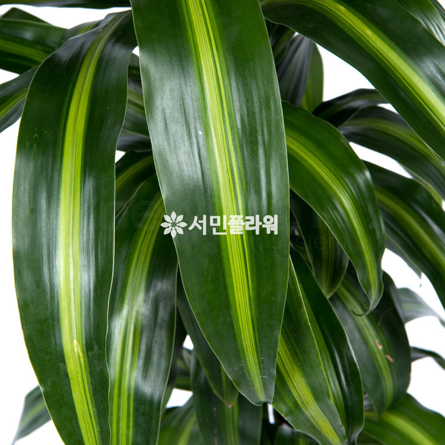 상세이미지