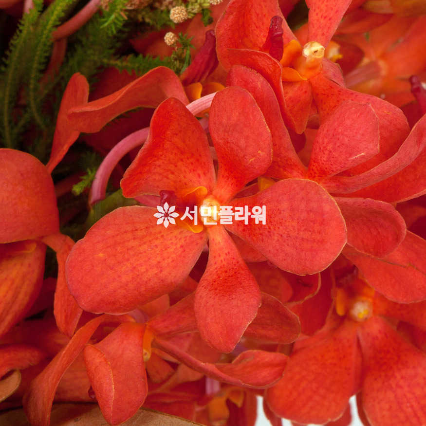상세이미지