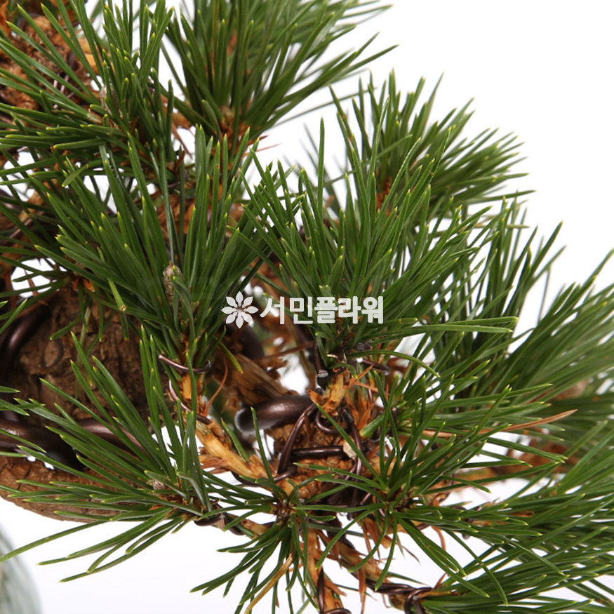 상세이미지