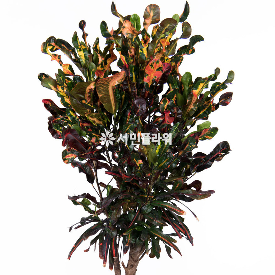 상세이미지