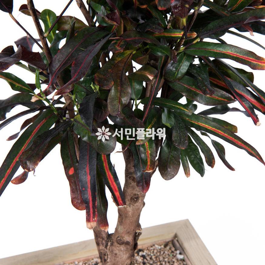 상세이미지