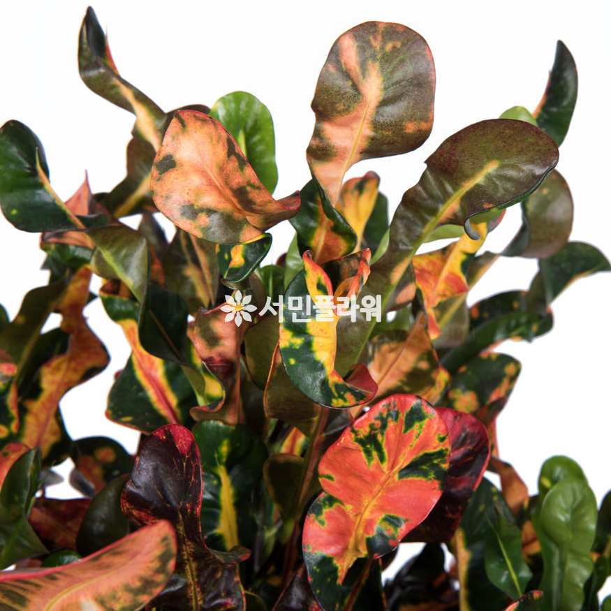 상세이미지