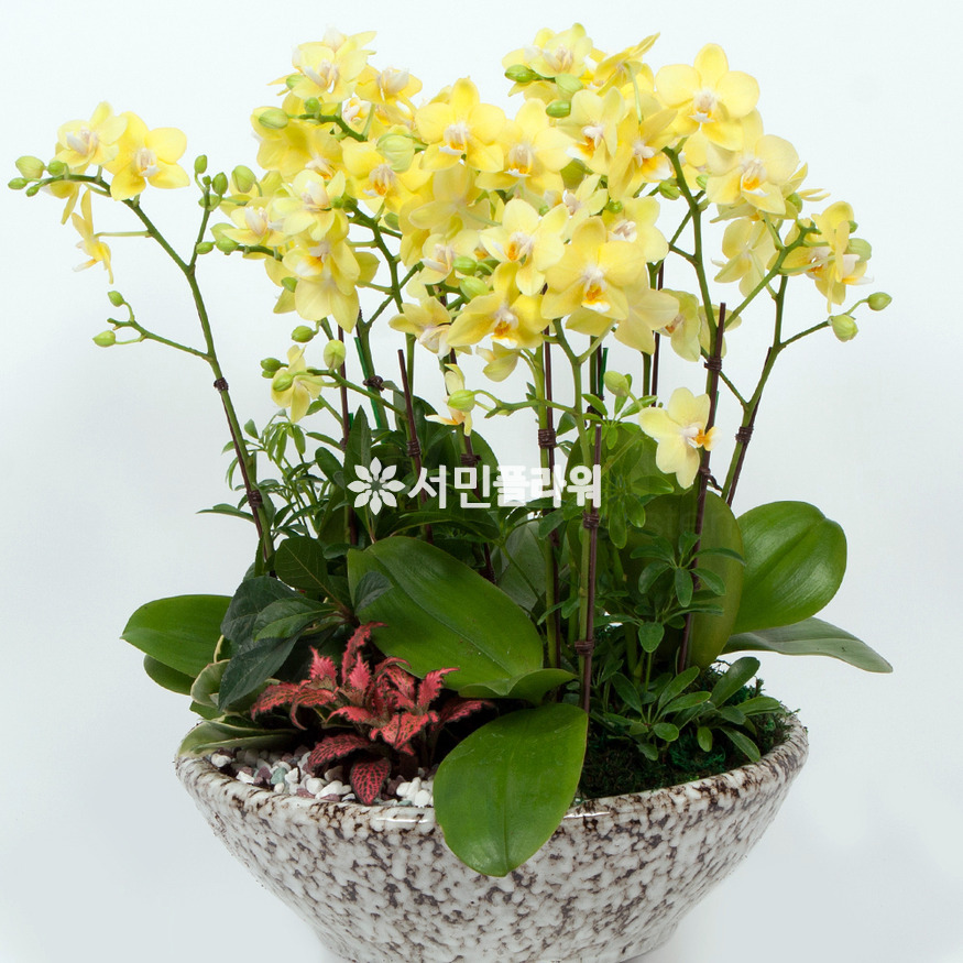 상세이미지