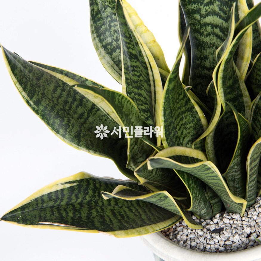 상세이미지
