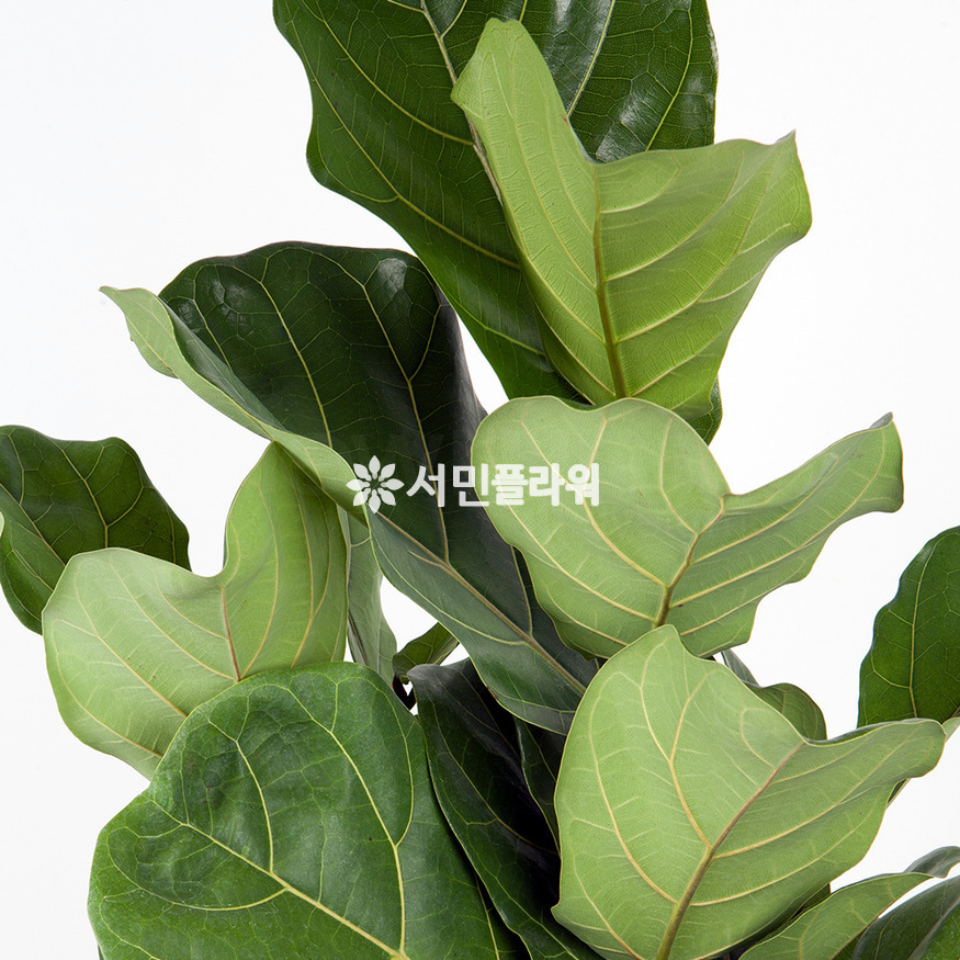 상세이미지