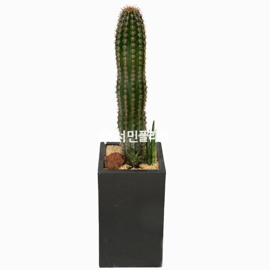 상세이미지