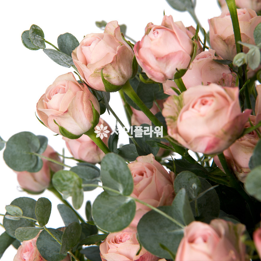 상세이미지