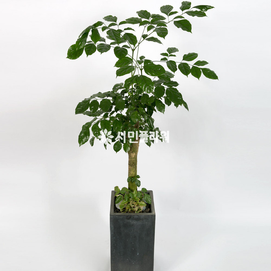 상세이미지