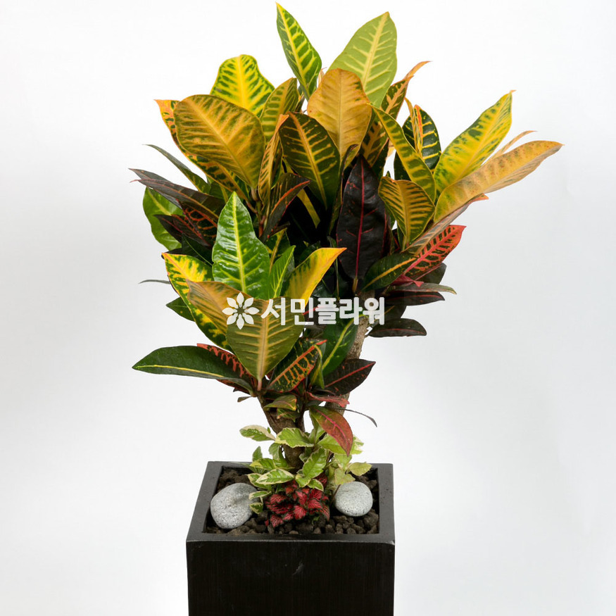 상세이미지