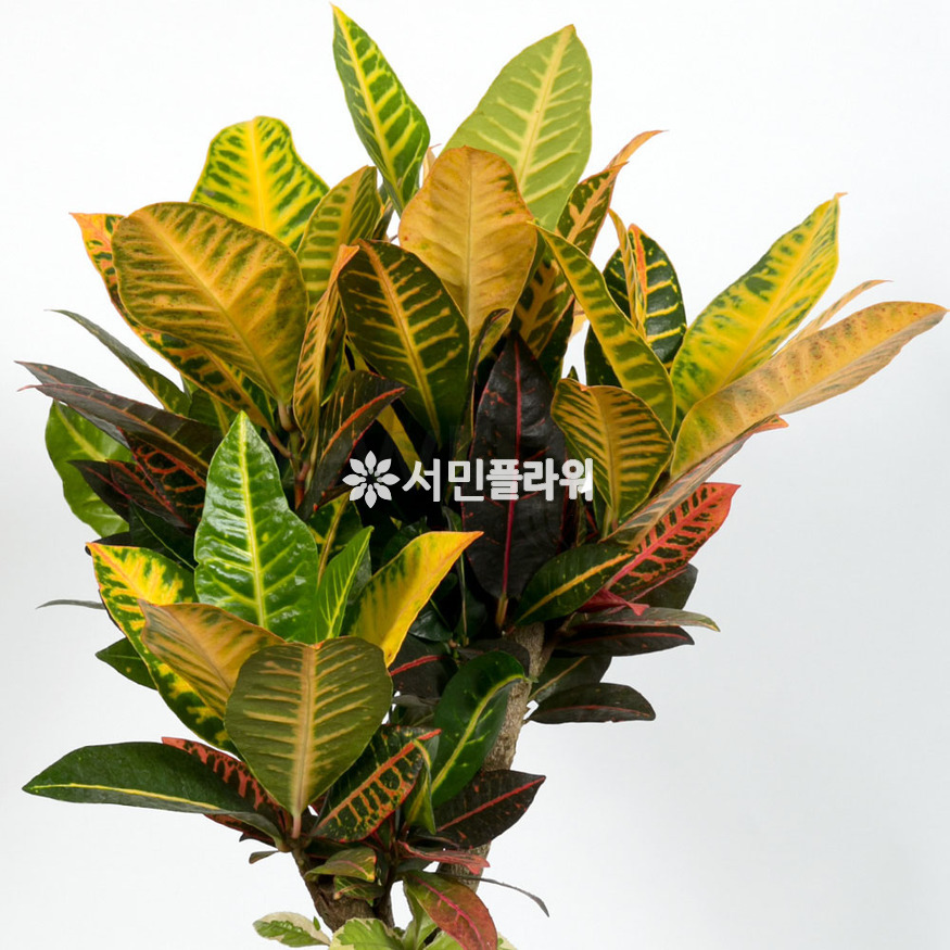 상세이미지