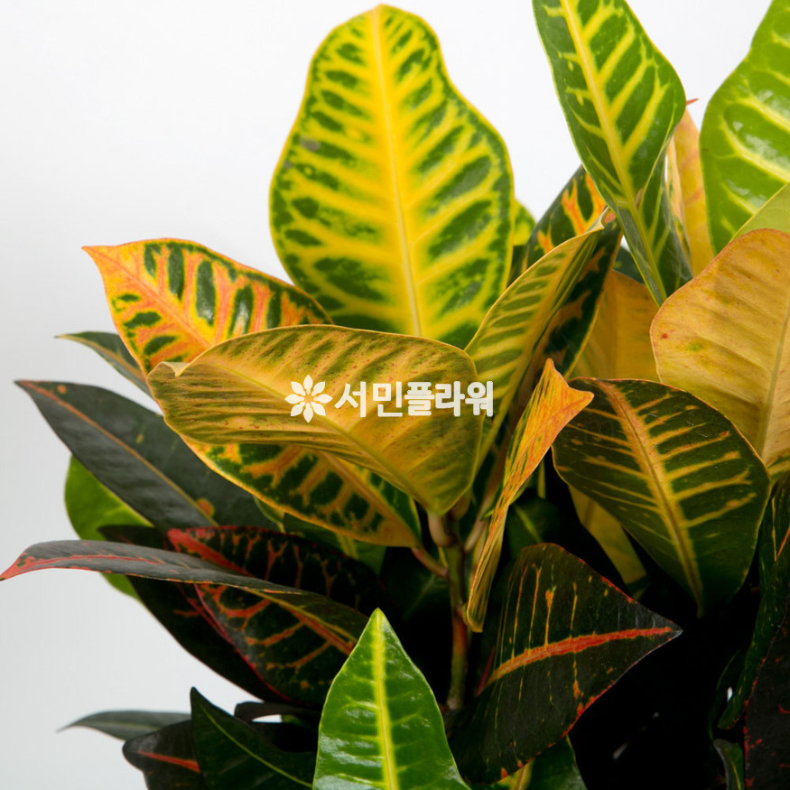 상세이미지