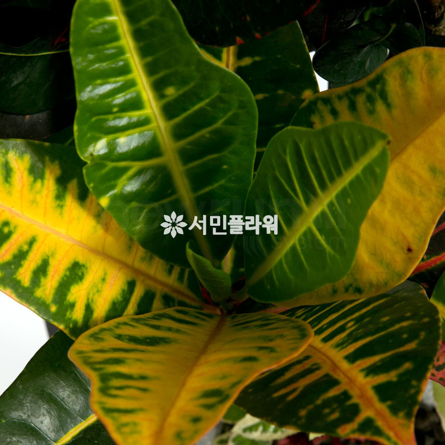 상세이미지