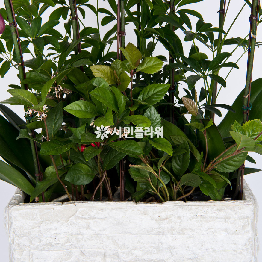 상세이미지
