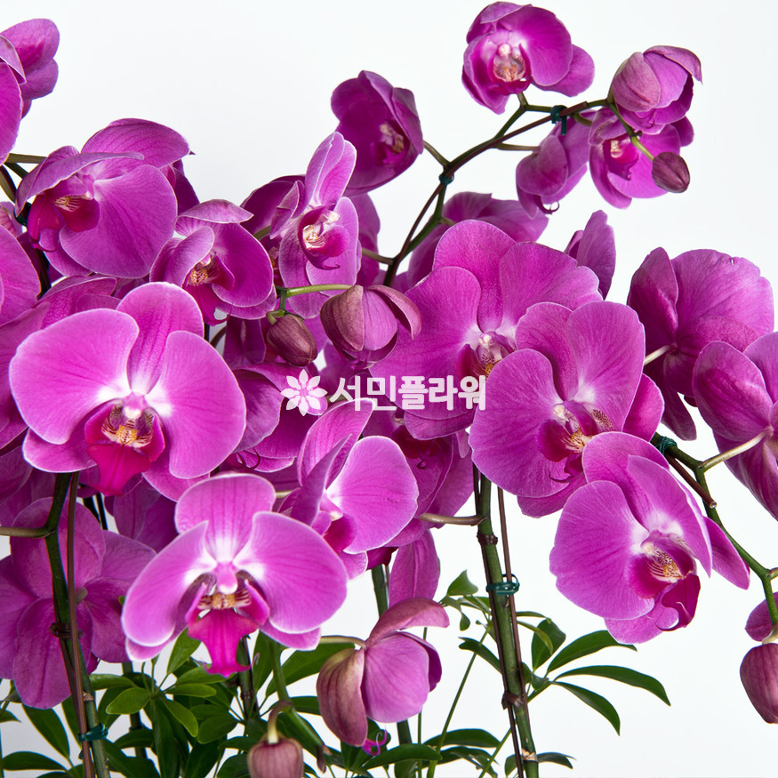 상세이미지