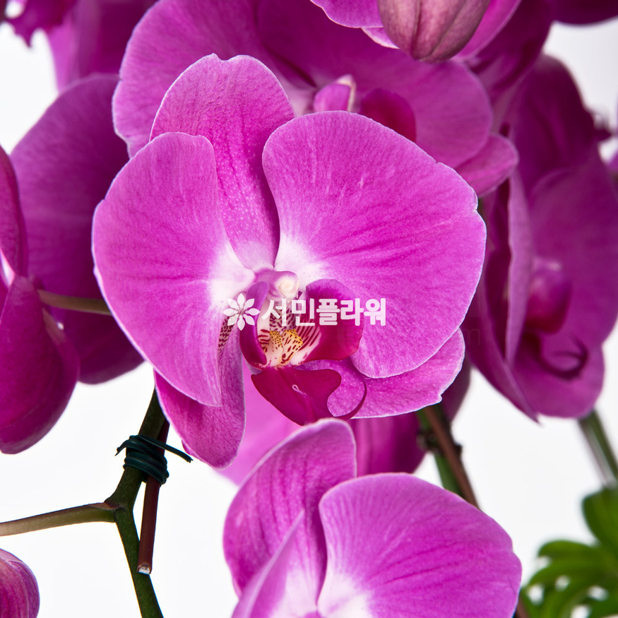 상세이미지
