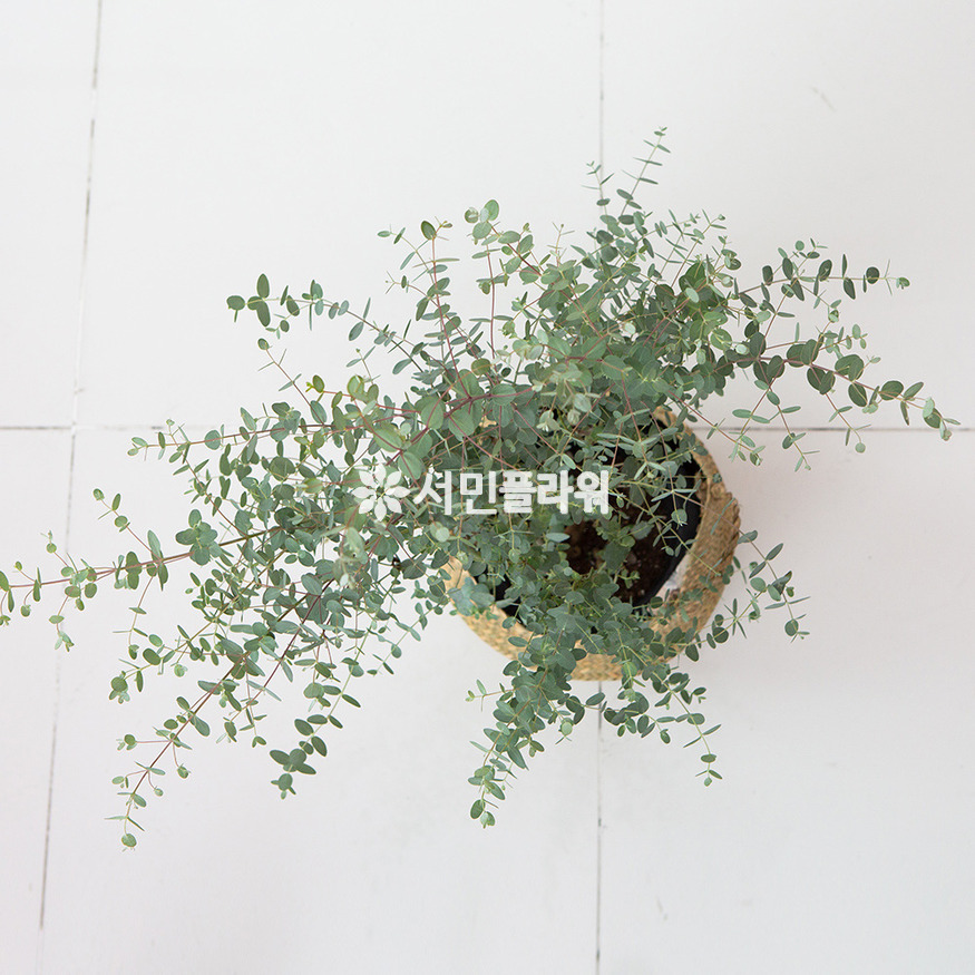 상세이미지