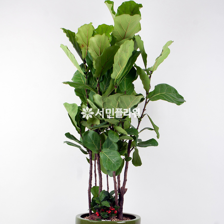 상세이미지