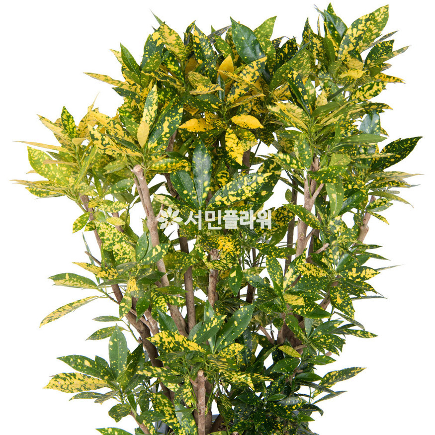 상세이미지