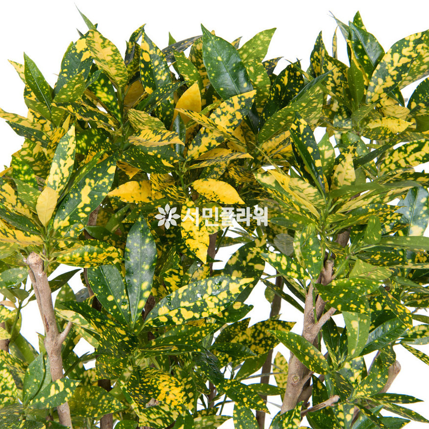 상세이미지