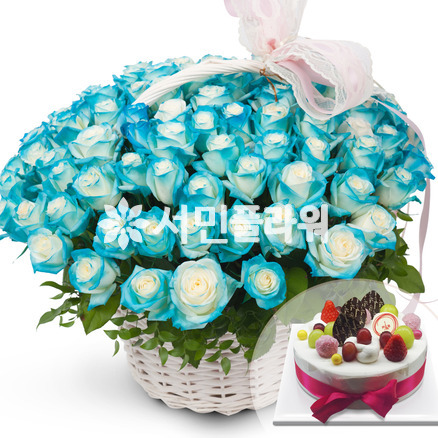 파란장미100송이+케잌 a831