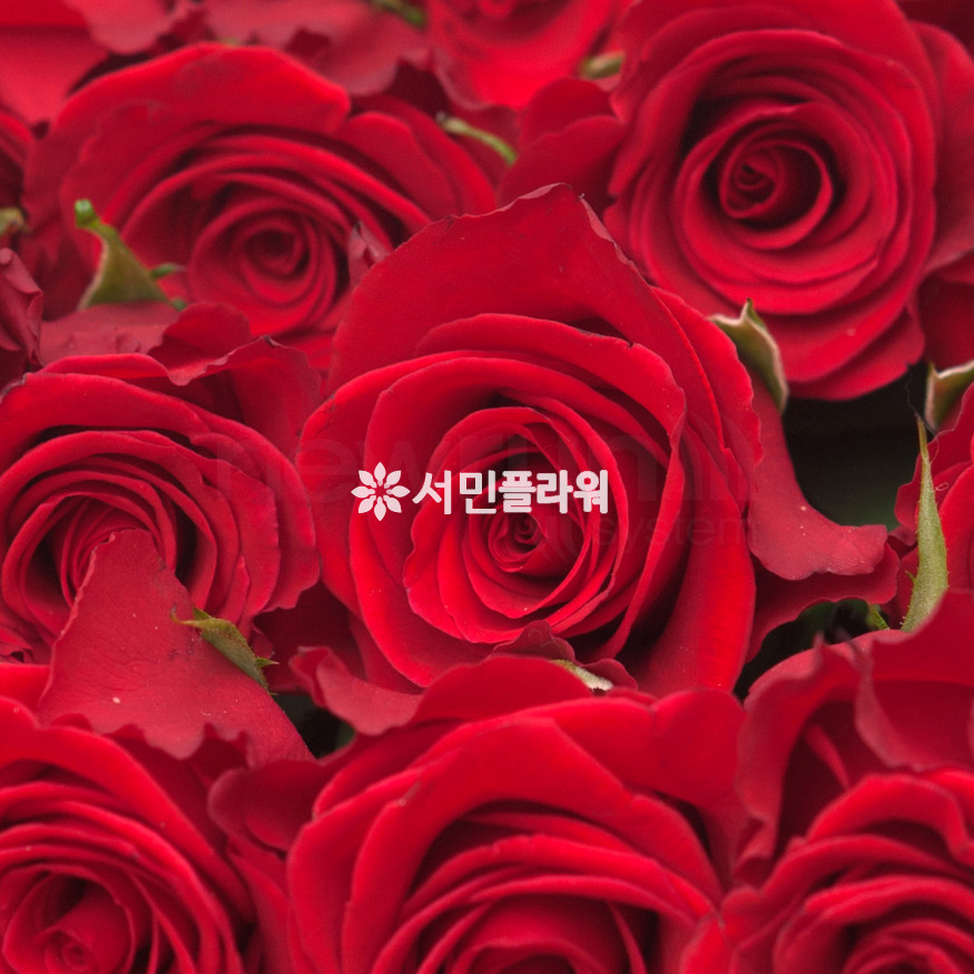 상세이미지