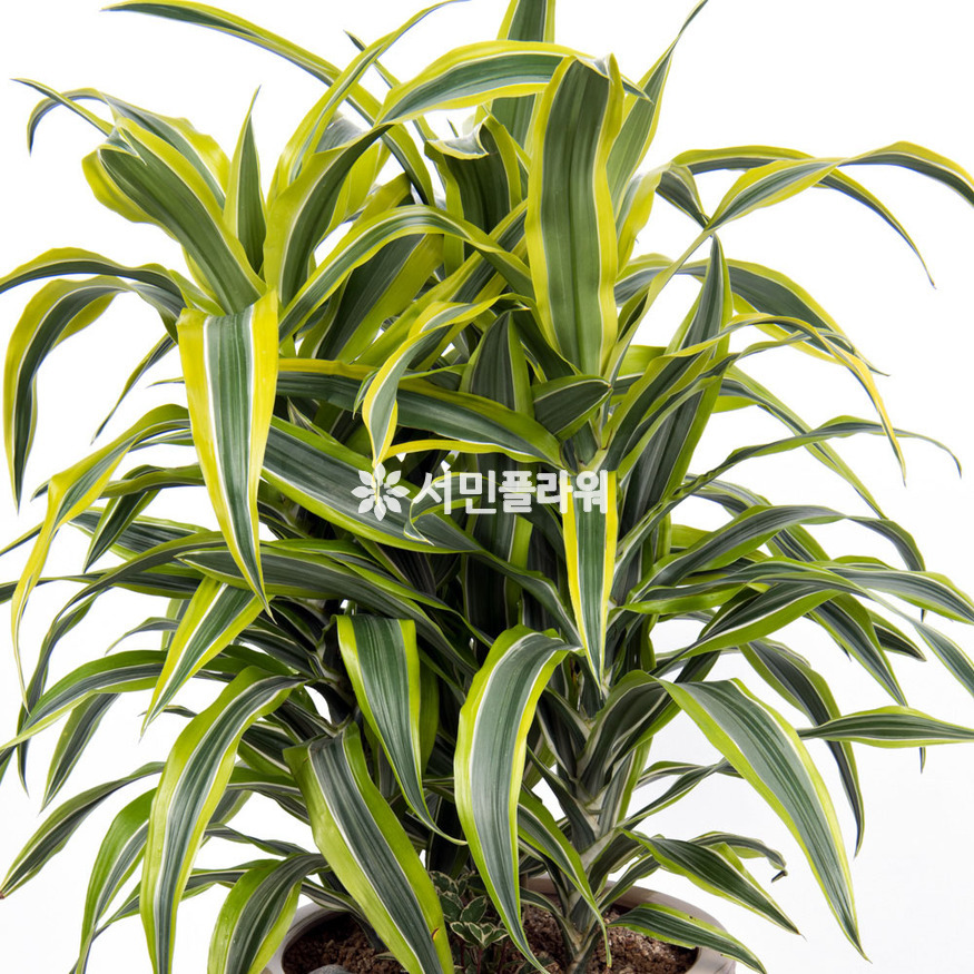 상세이미지