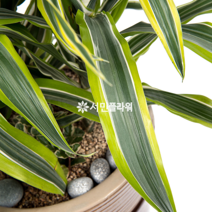 상세이미지