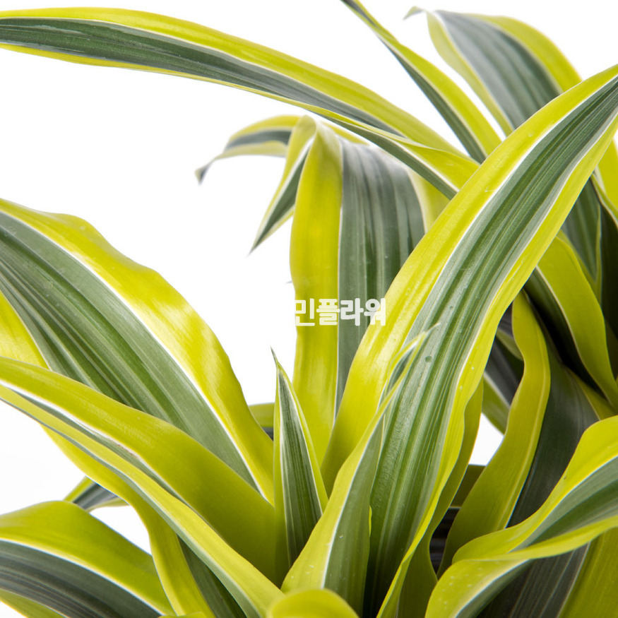 상세이미지
