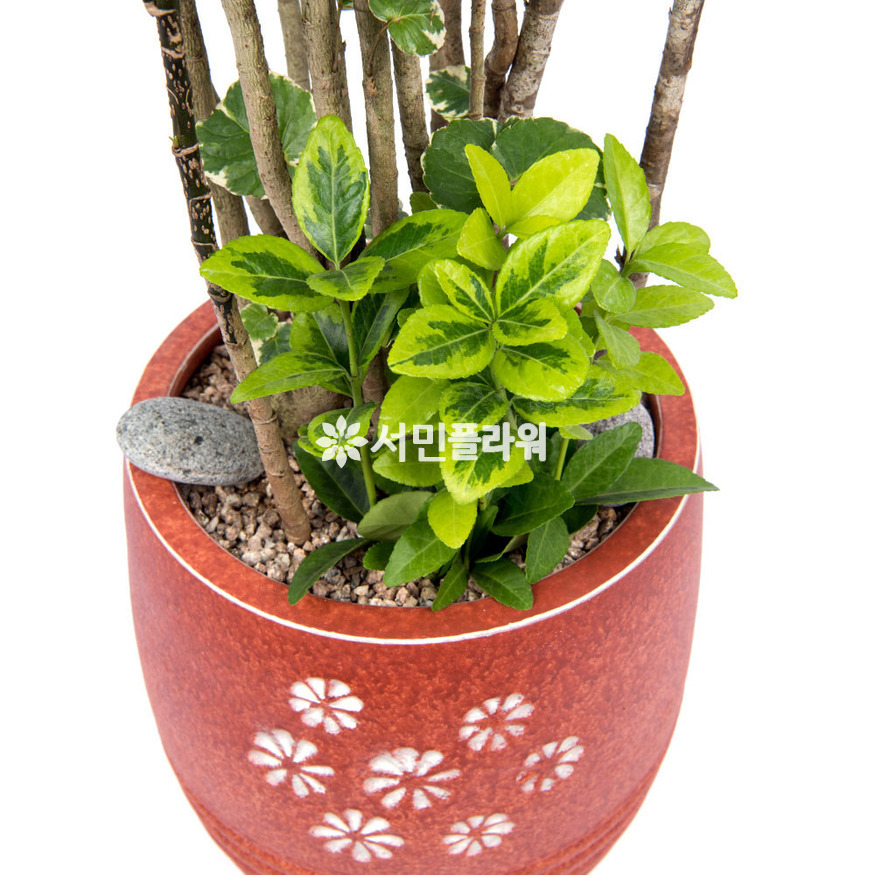 상세이미지