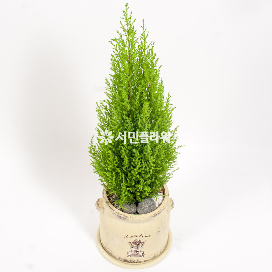 상세이미지