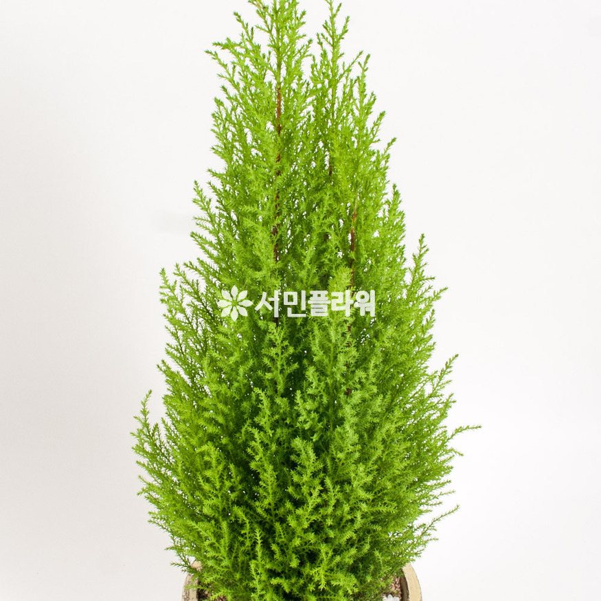 상세이미지