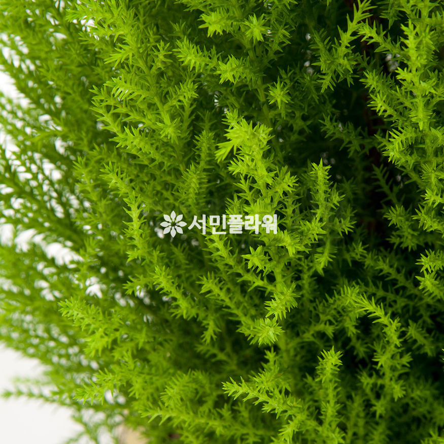 상세이미지