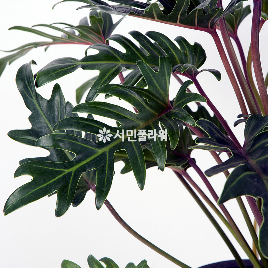 상세이미지