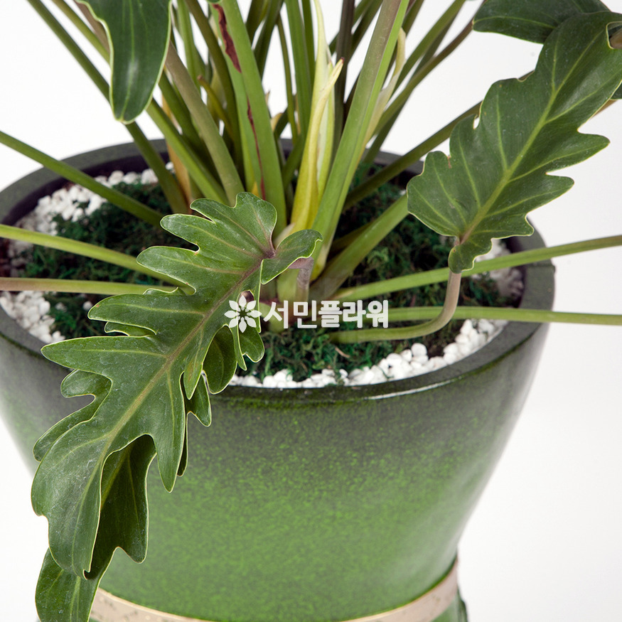 상세이미지