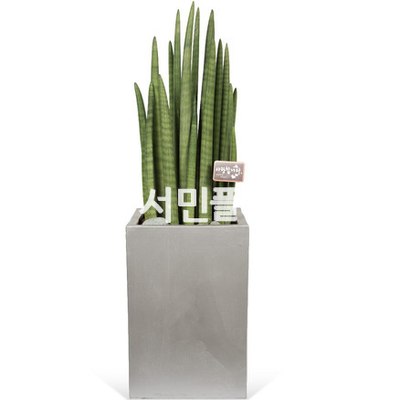 스투키 099
