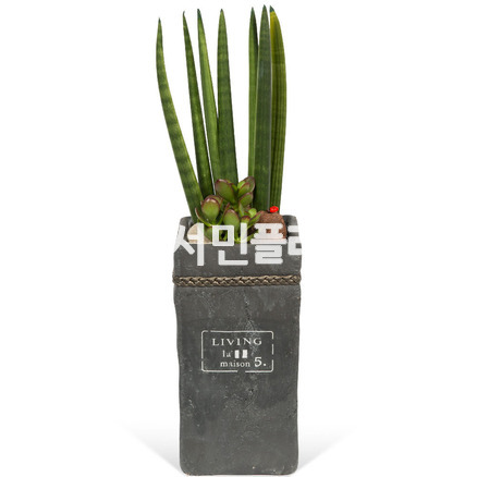 스투키 사각분 약 60cm내외
