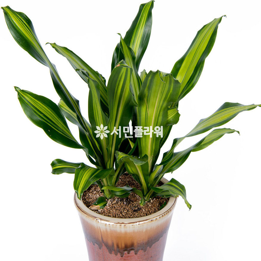 상세이미지