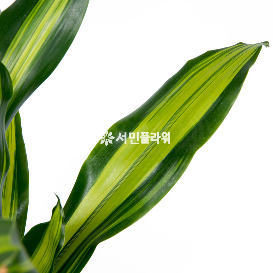 상세이미지