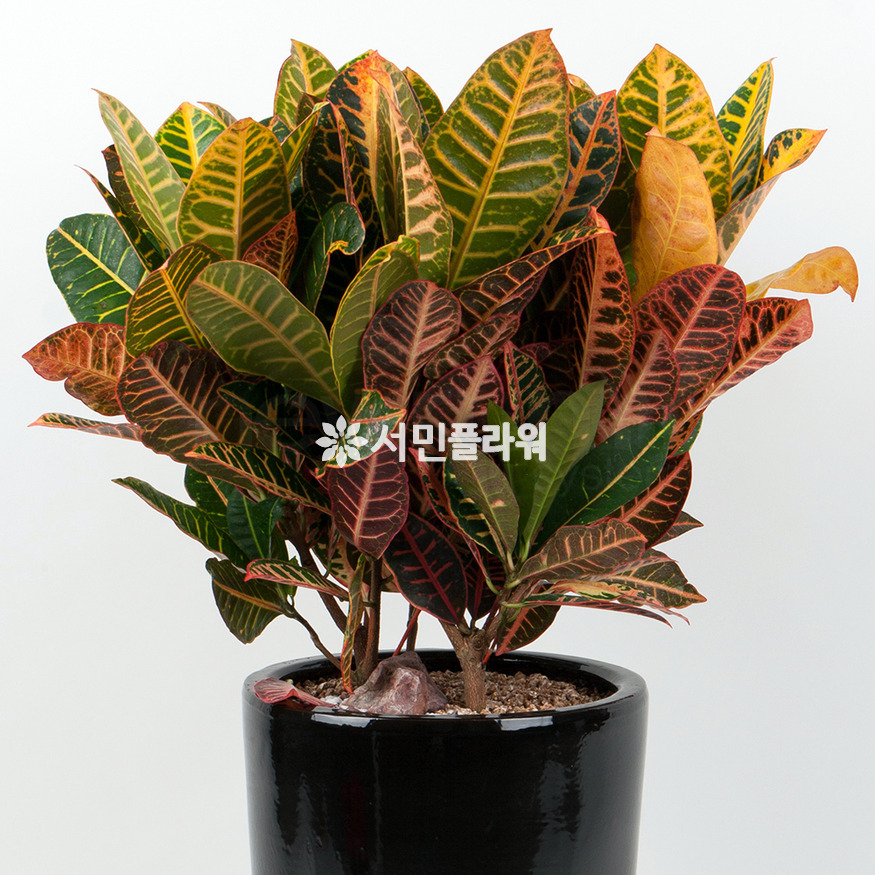 상세이미지