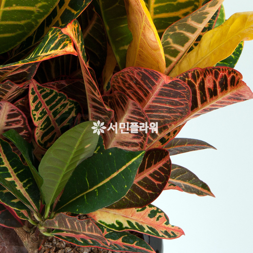상세이미지