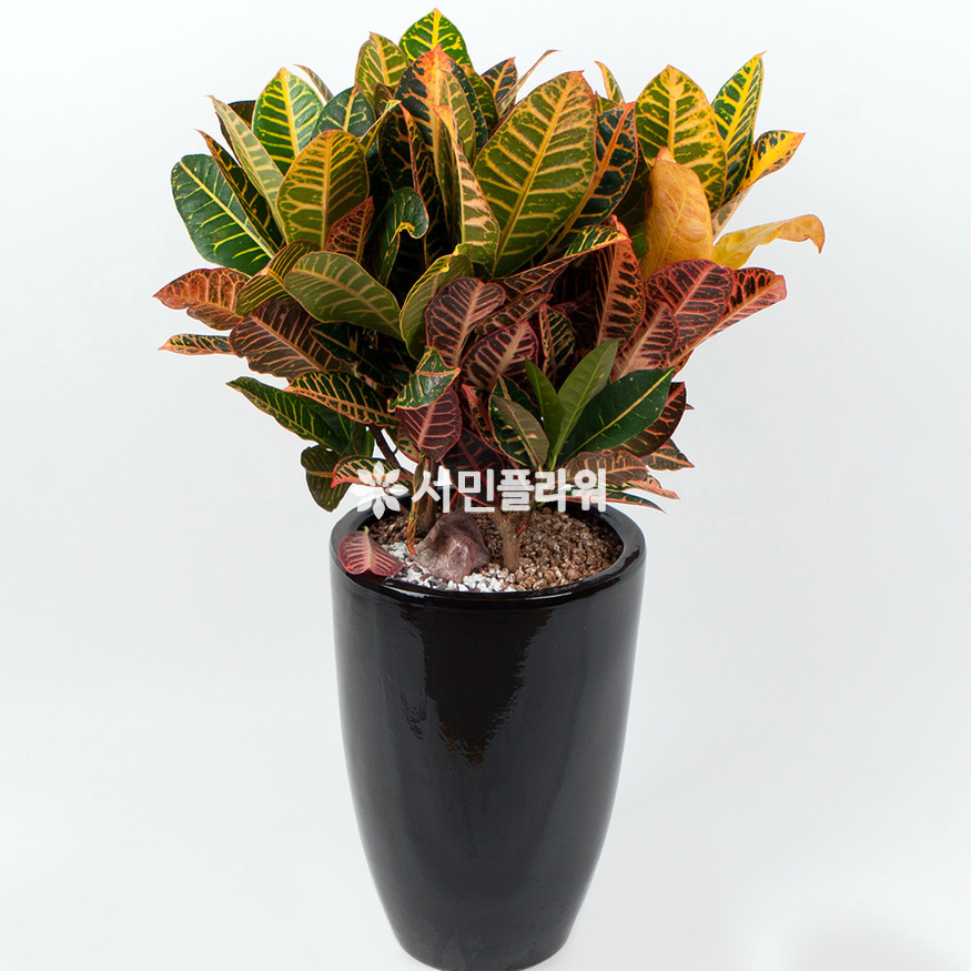 상세이미지