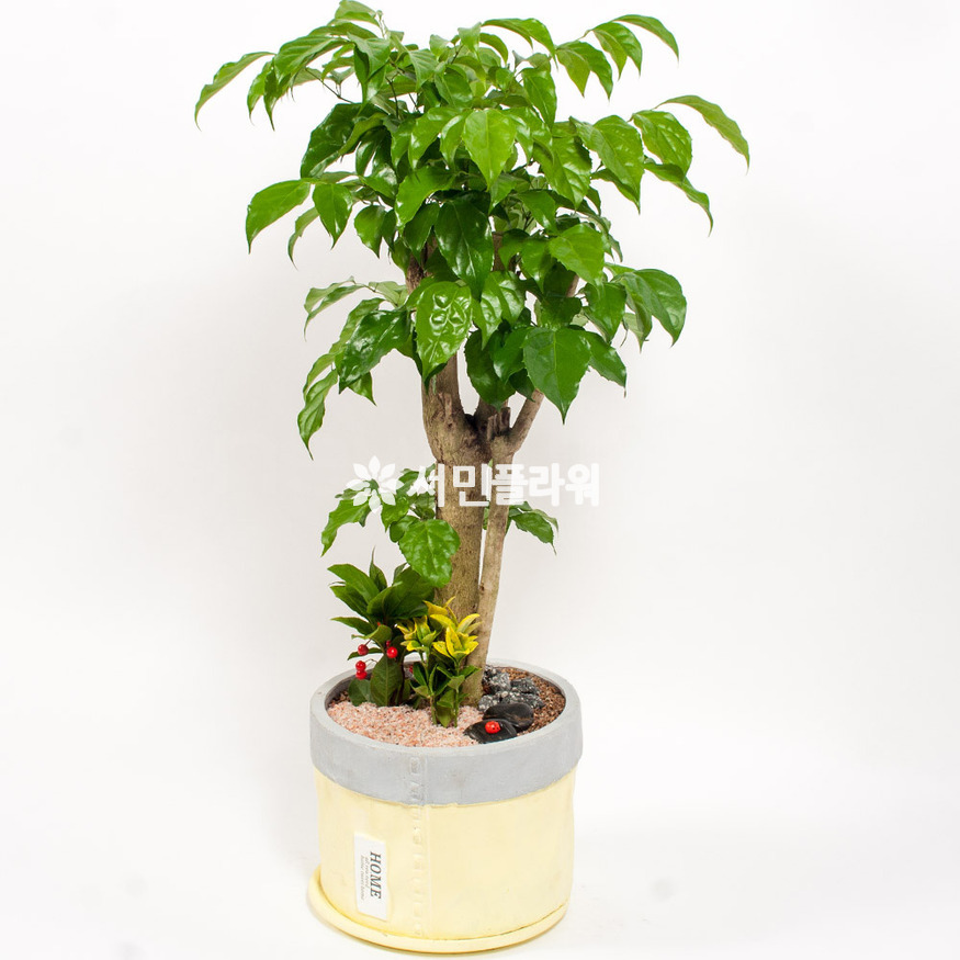 상세이미지