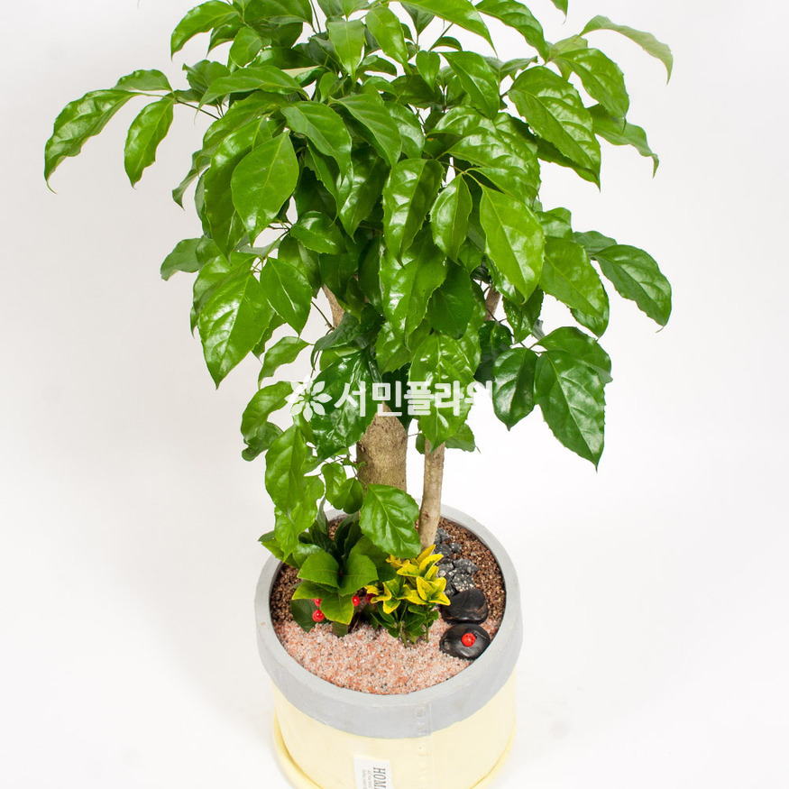 상세이미지