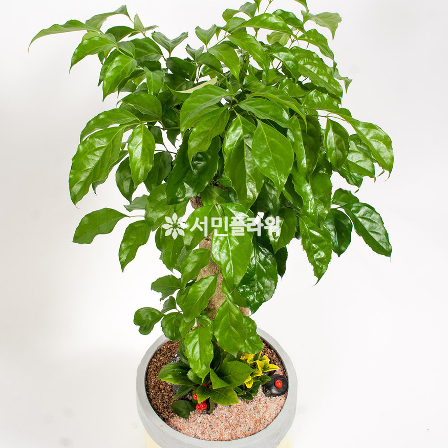 상세이미지