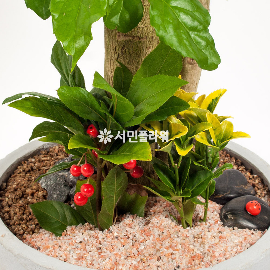 상세이미지
