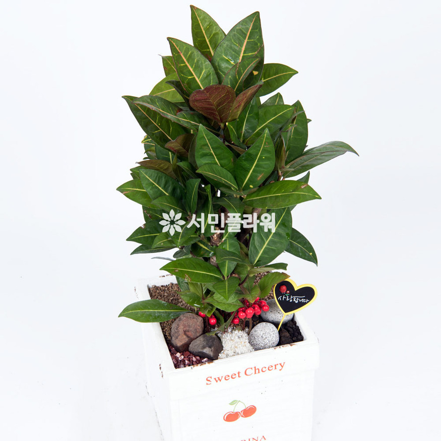 상세이미지