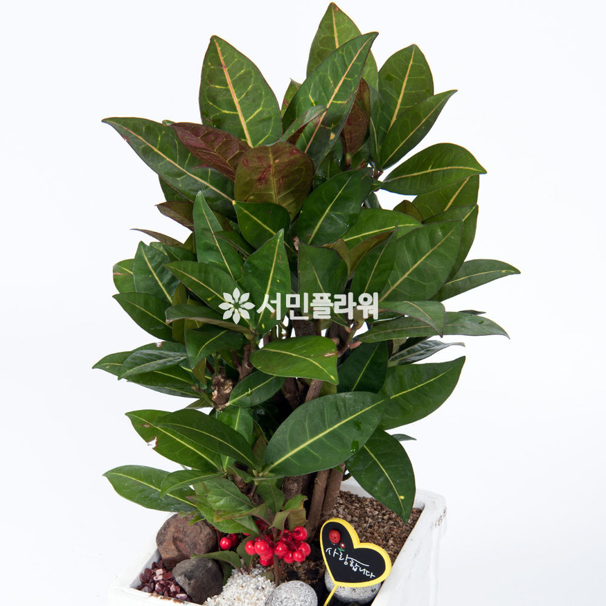 상세이미지