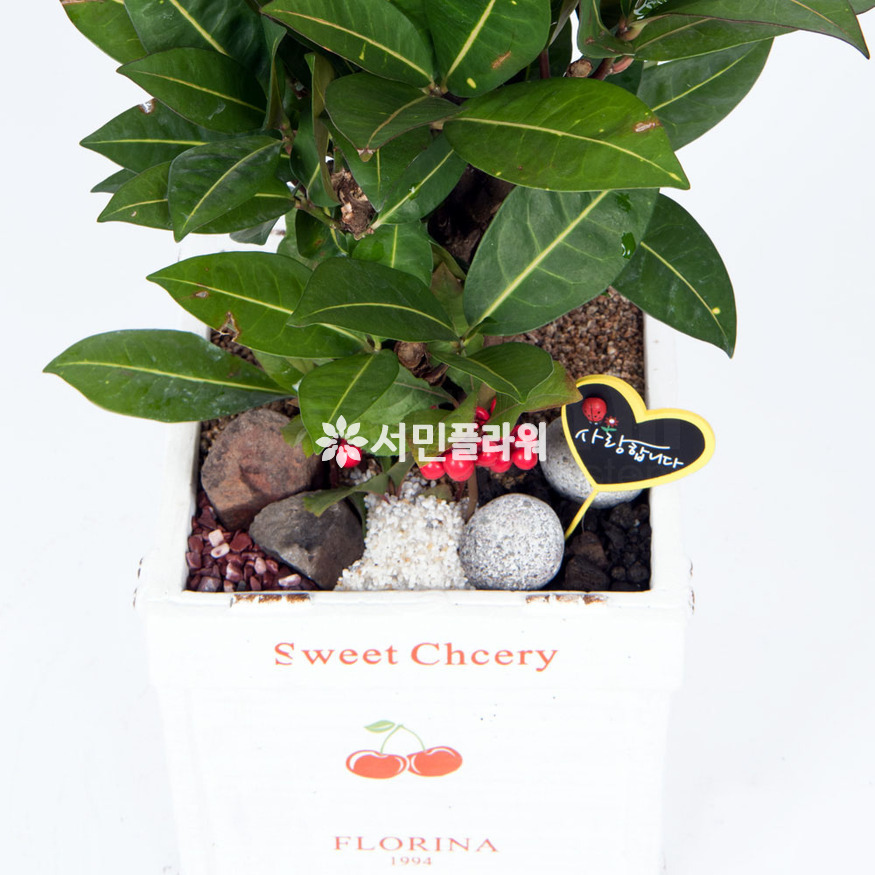 상세이미지