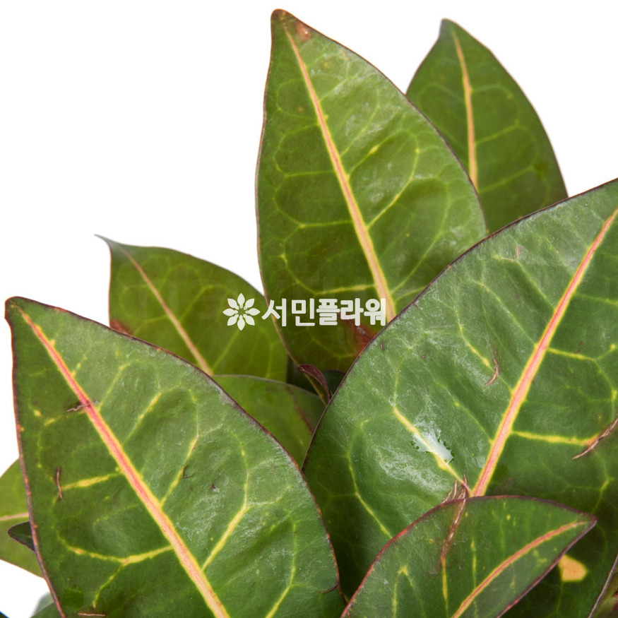 상세이미지